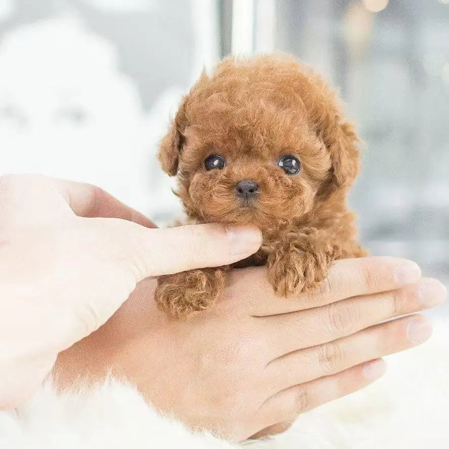 Plush Robot Puppy